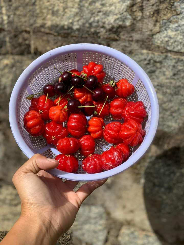 Cây giống cherry Anh Đào