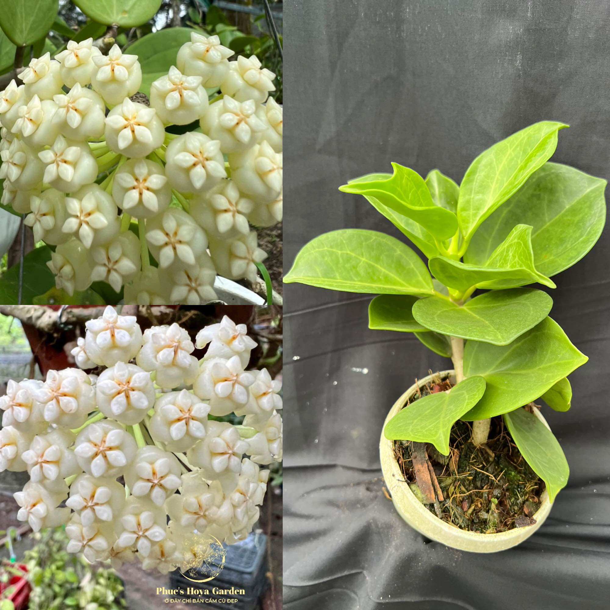 Chậu Cẩm cù Hoya pachyclada white nhiều kích thước