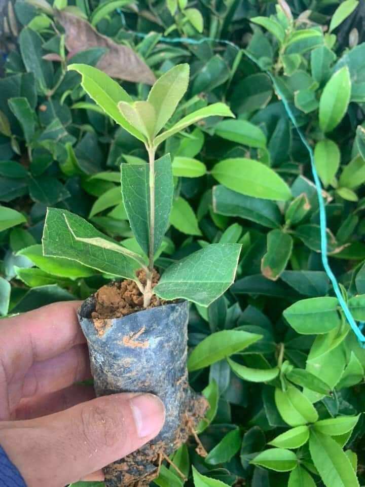 Cây giống mộc hương ta