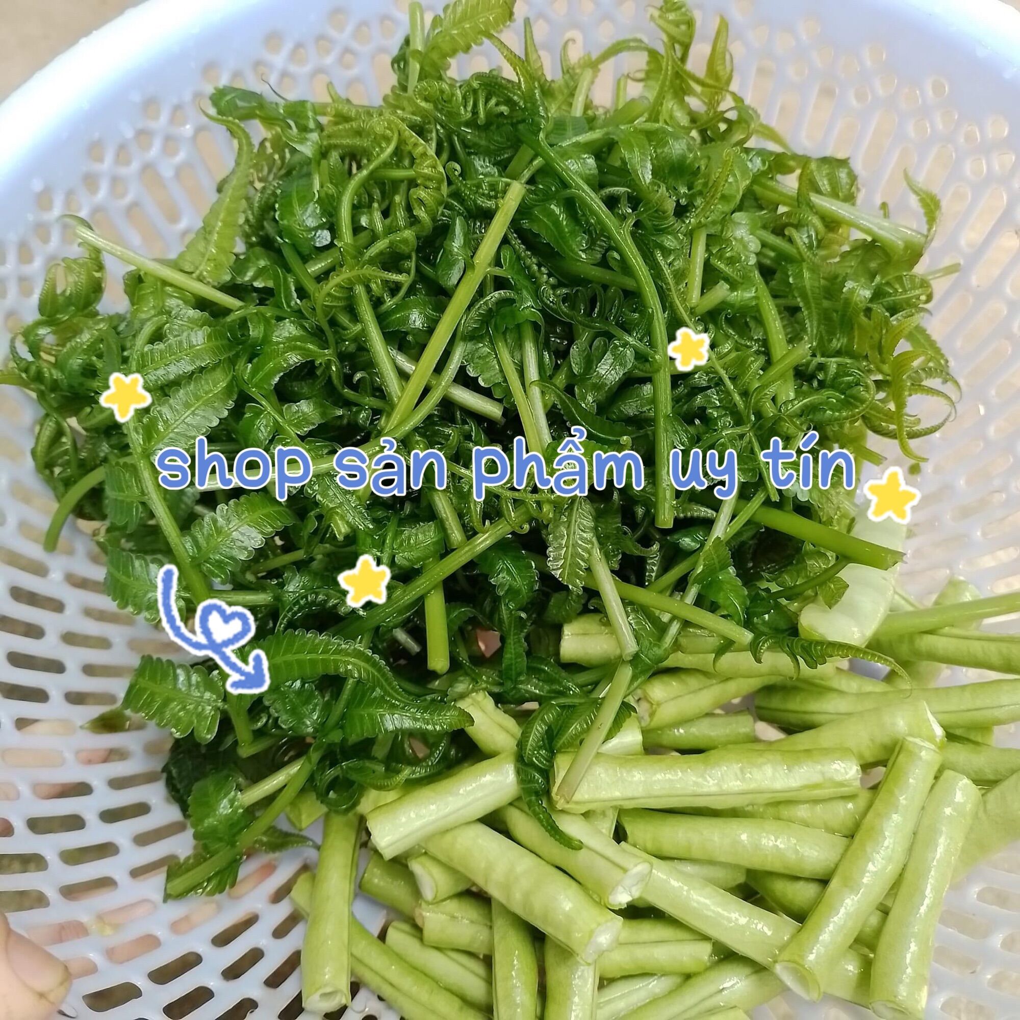 cây rau dớn gốc nhỏ và vừa (Chuẩn giống đã ươm thuần tại vườn)