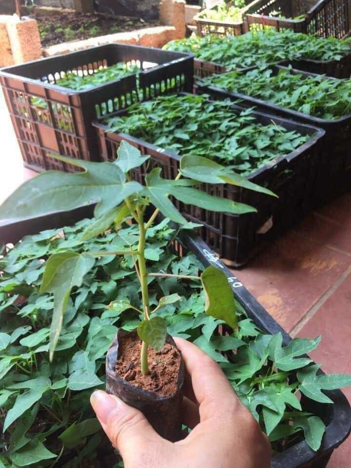 10 cây giống đu đủ đực siêu hoa.