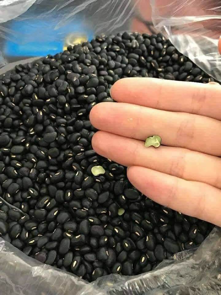 Đậu đen xanh lòng 1kg