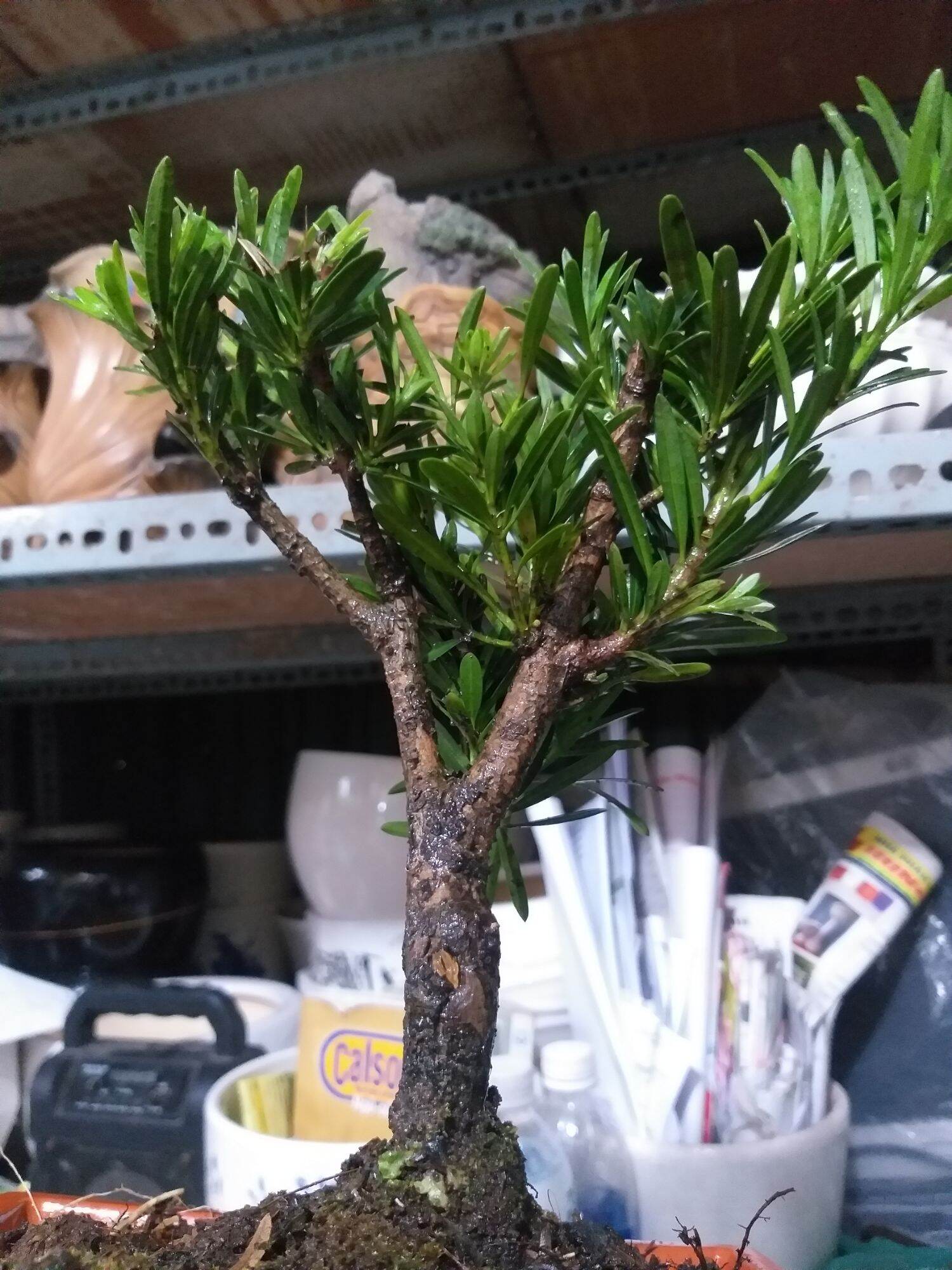 Van Niên Tùng bonsai mini