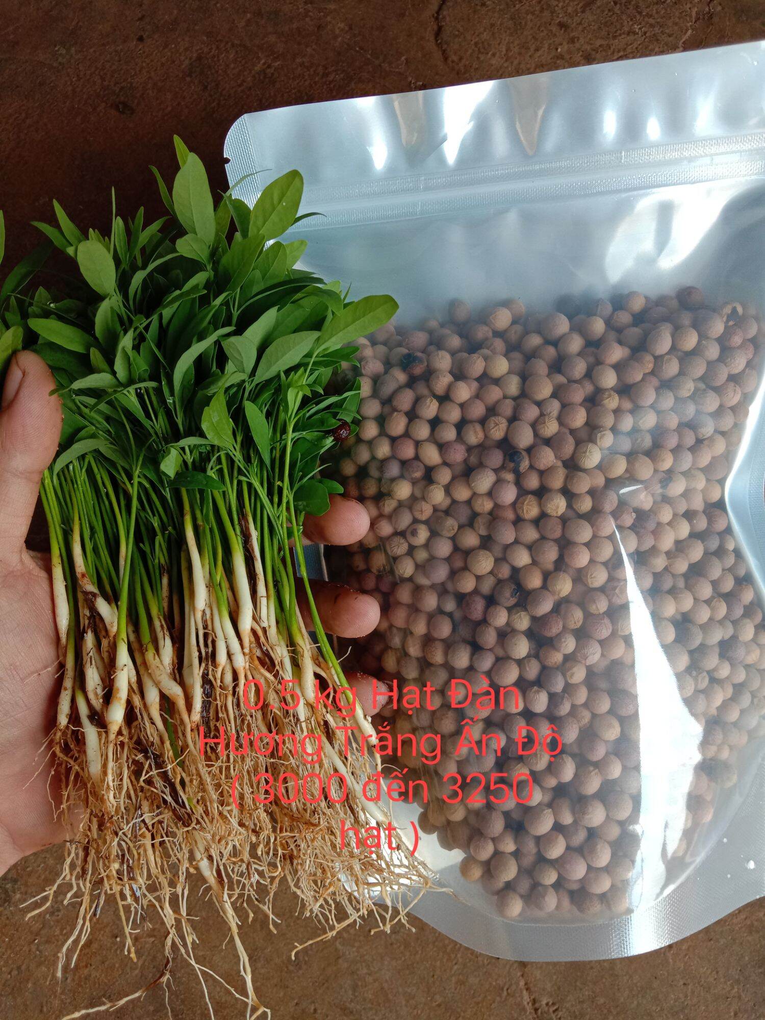 100 gram (600hạt) Hạt Giống Đàn Hương Trắng Ấn Độ