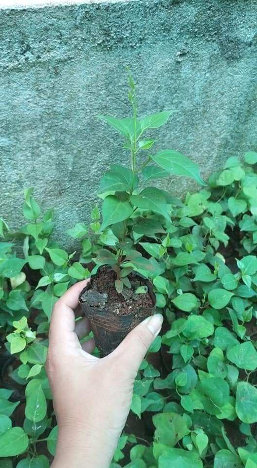 cây giống lá giang