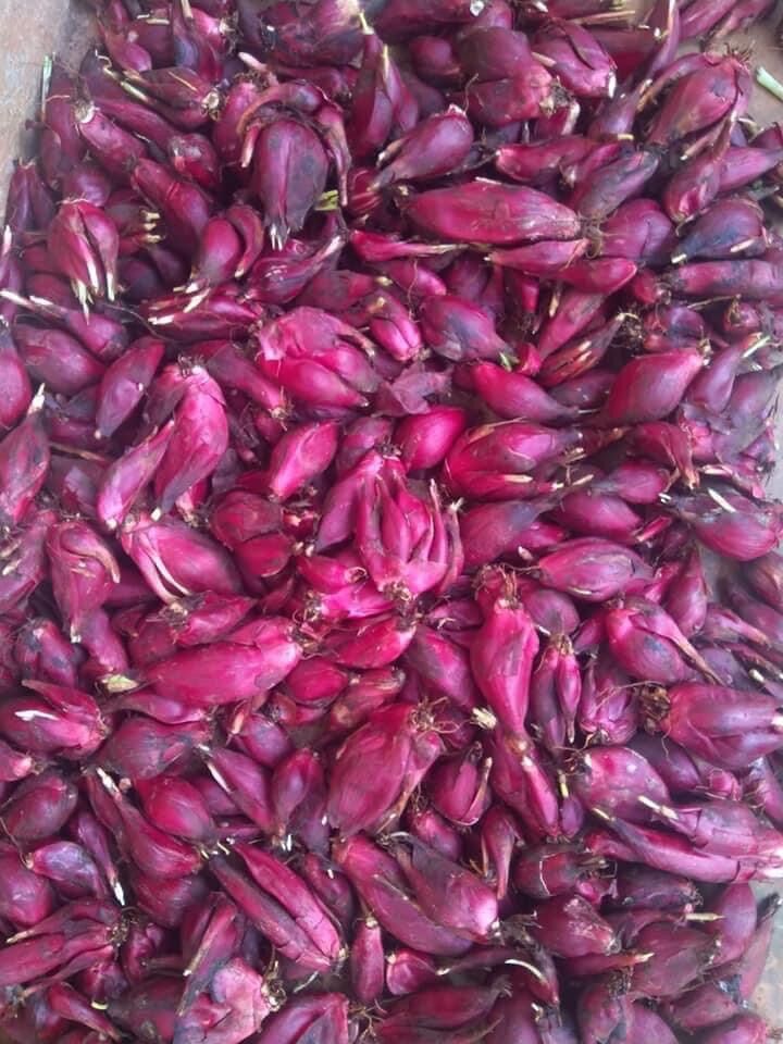 Cây giống sâm đại hành