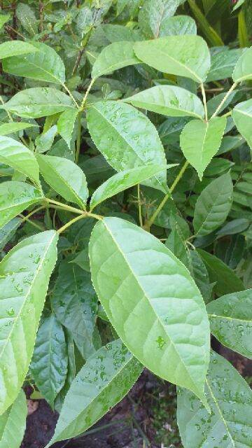 com bo 2 Cây kèn hồng cao từ 80-100cm.