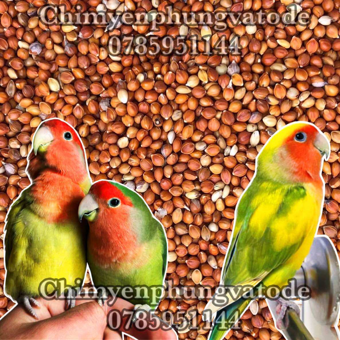 1kg hạt kê đỏ nhỏ Hà Nội (thức ăn chim yến • gà kiểng • cu gáy...)