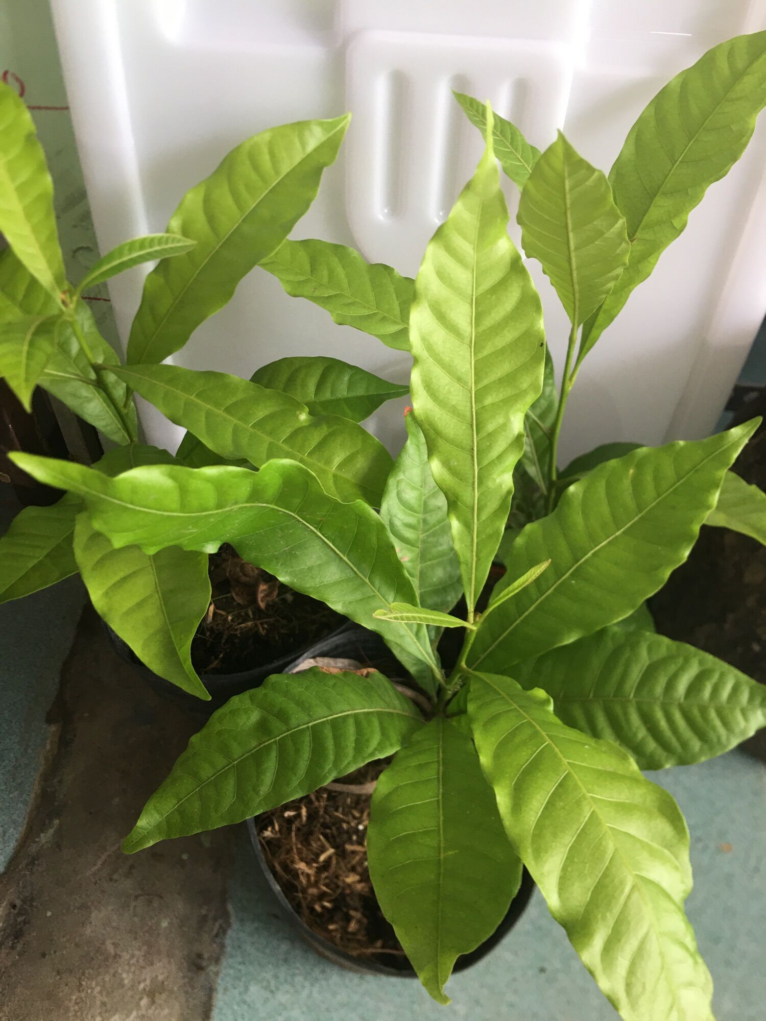 Cây giống vú sữa hoàng kim lớn rẻ