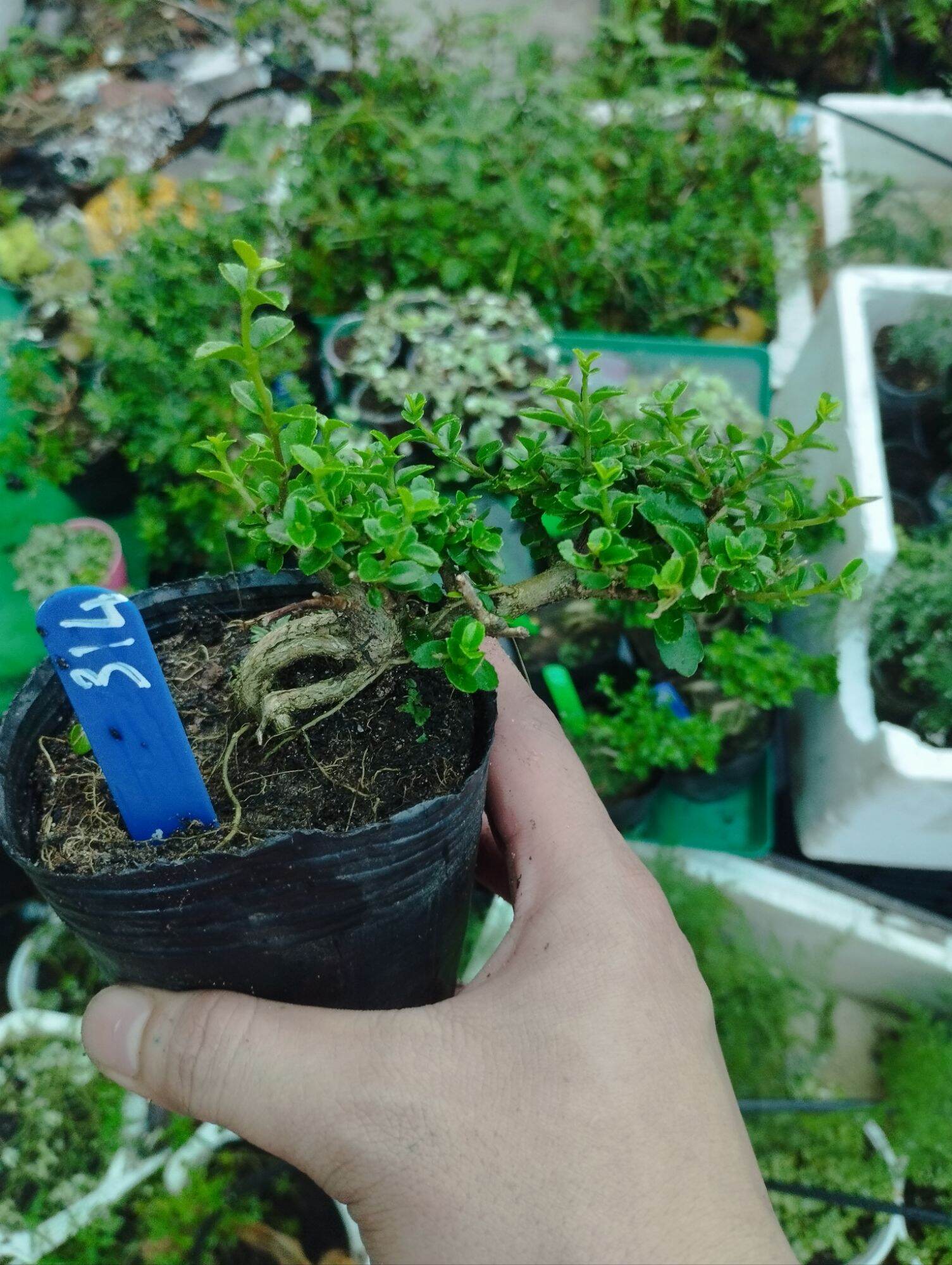 San hương mini bonsai