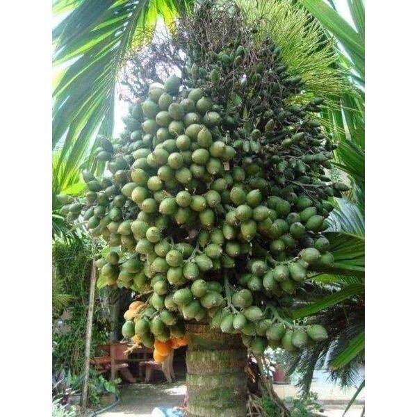 Cây giống cau lùn tứ quý