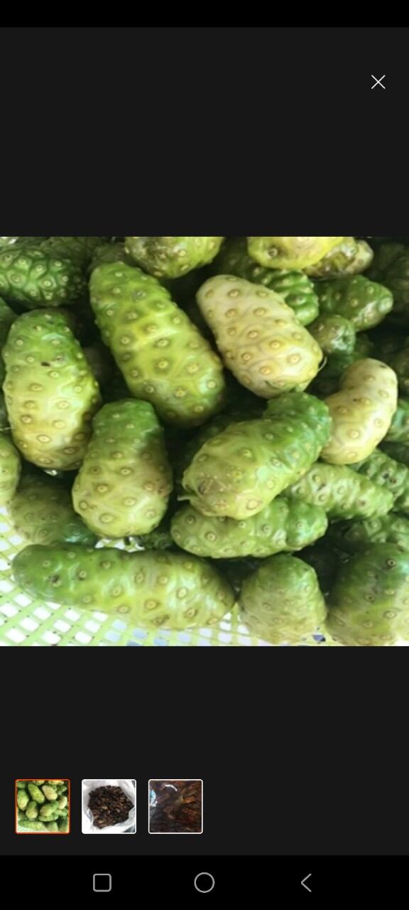 Trái Nhàu tươi. combo 5kg. mua 5kg tặng 1kg