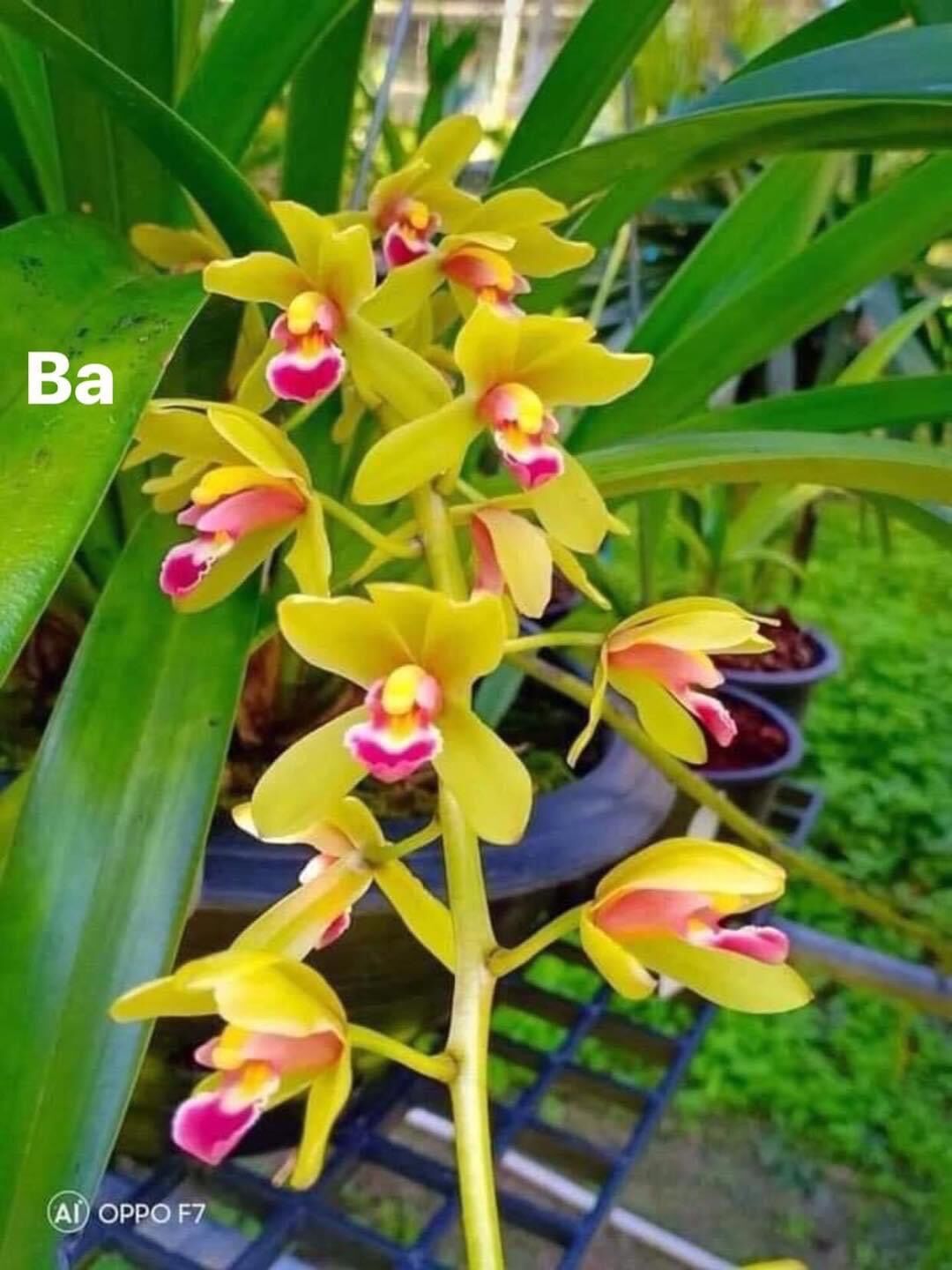 Hoa Lan kiếm Thái(1 cây)