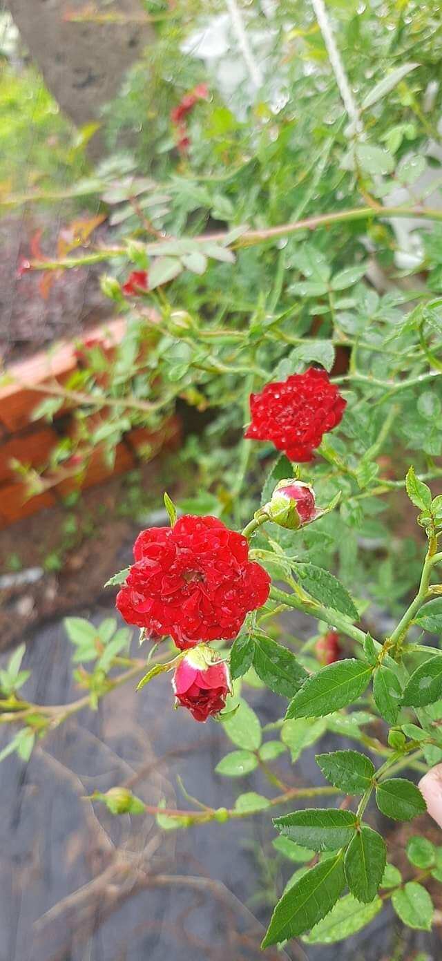Chậu giống hoa hồng leo red cascade