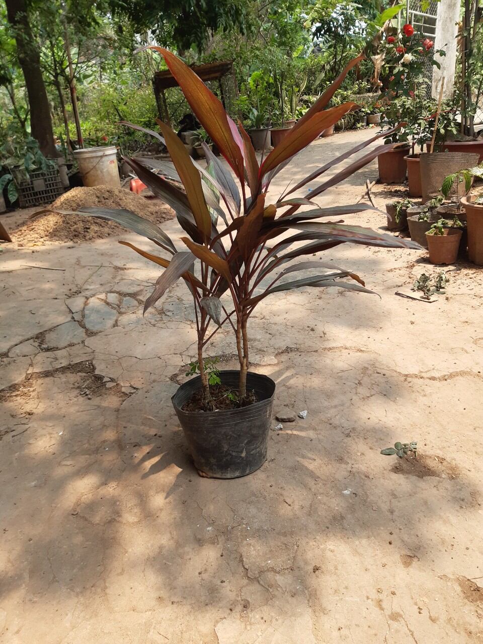 cây huyết dụ như ảnh