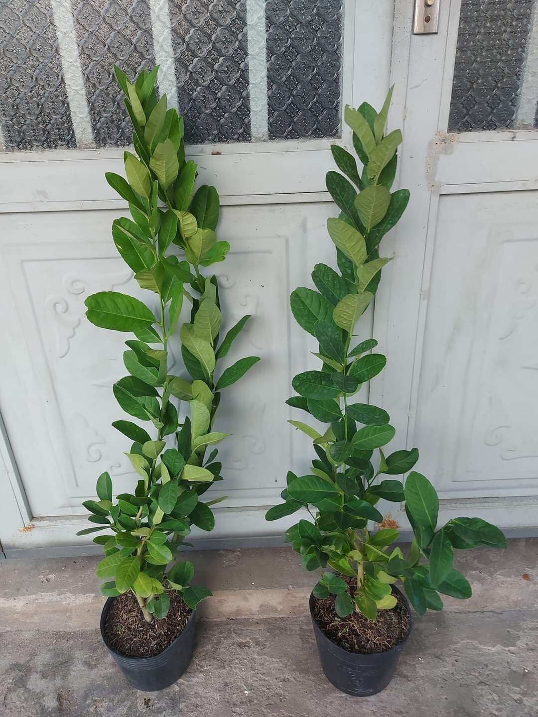 ( cây giống) cây giống chanh mỹ trái dài