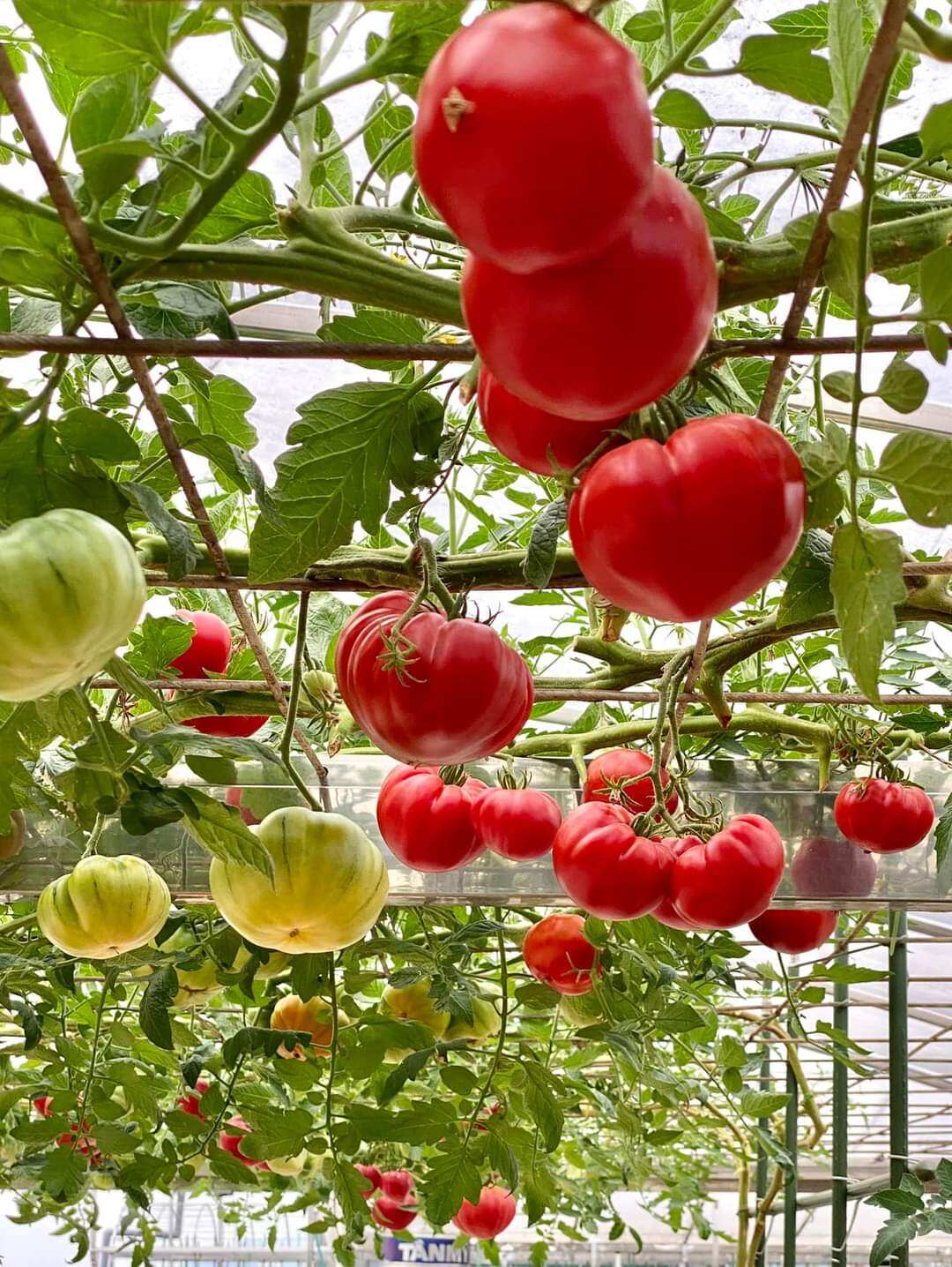 20 HẠT GIỐNG CÀ CHUA TRÁI TIM NHẬP KHẨU NGA