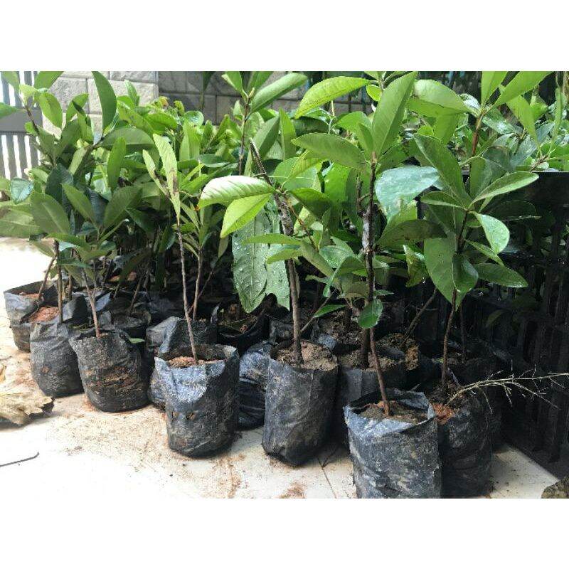 CÂY GIỐNG CHERRY ĐỎ BRAZIL