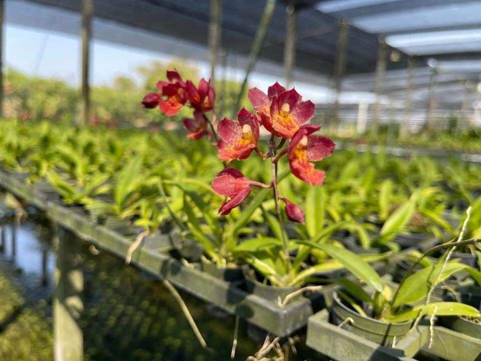 Vũ nữ Lava đỏ giống