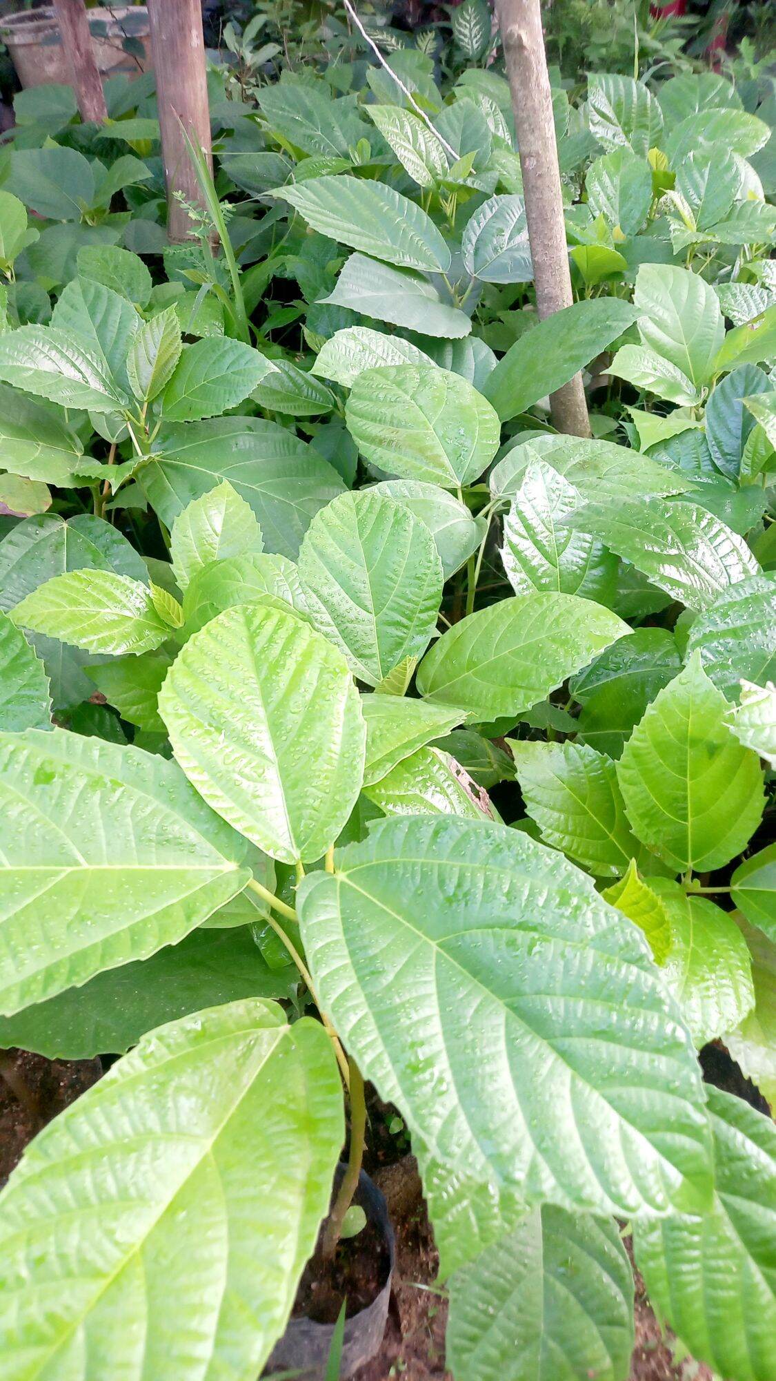 Cây vả siêu quả.cây hình 2