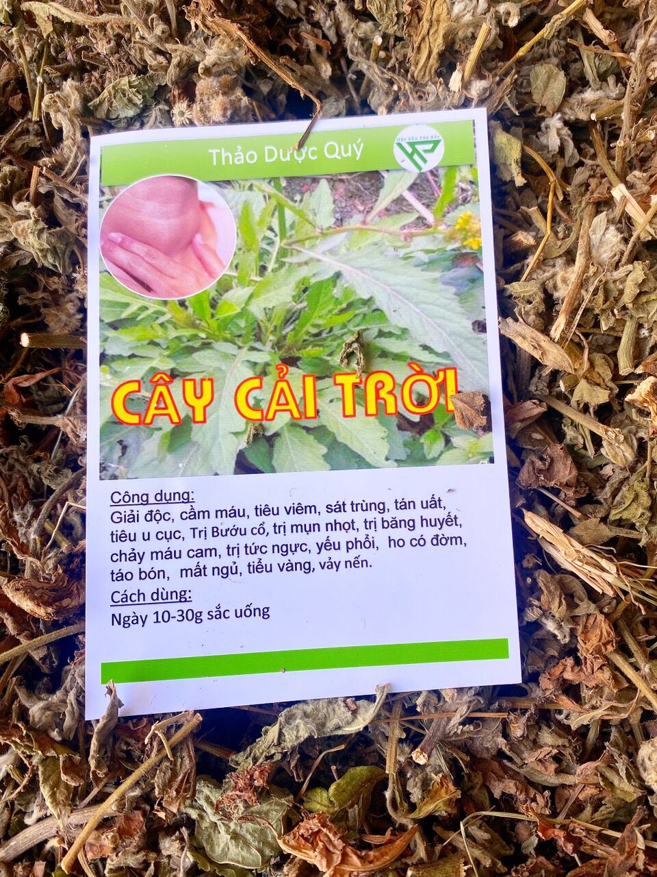 1kg cây cải trời khô hàng chuẩn xịn
