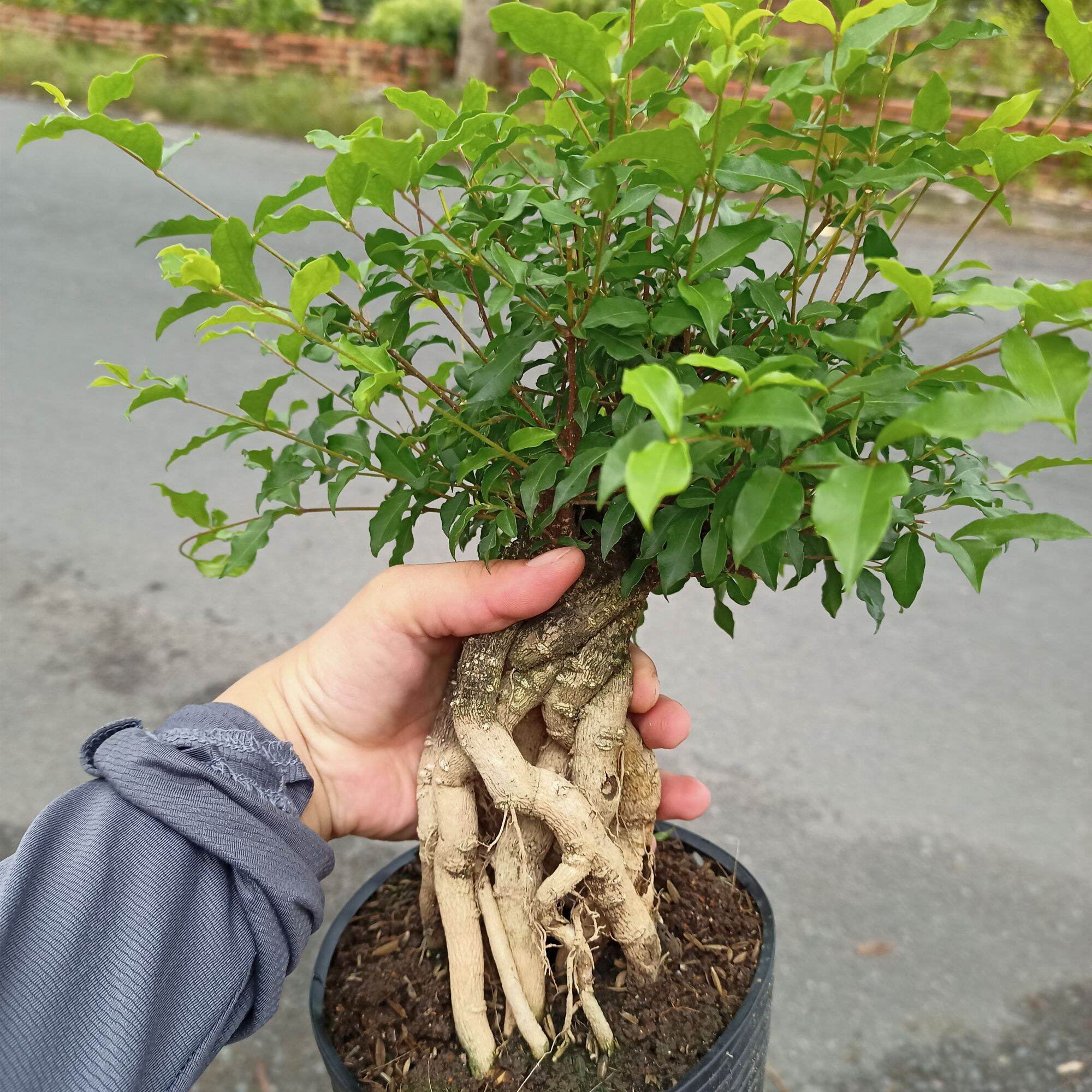 Cây hồng ngọc mai đế bonsai hàng tuyển VIP