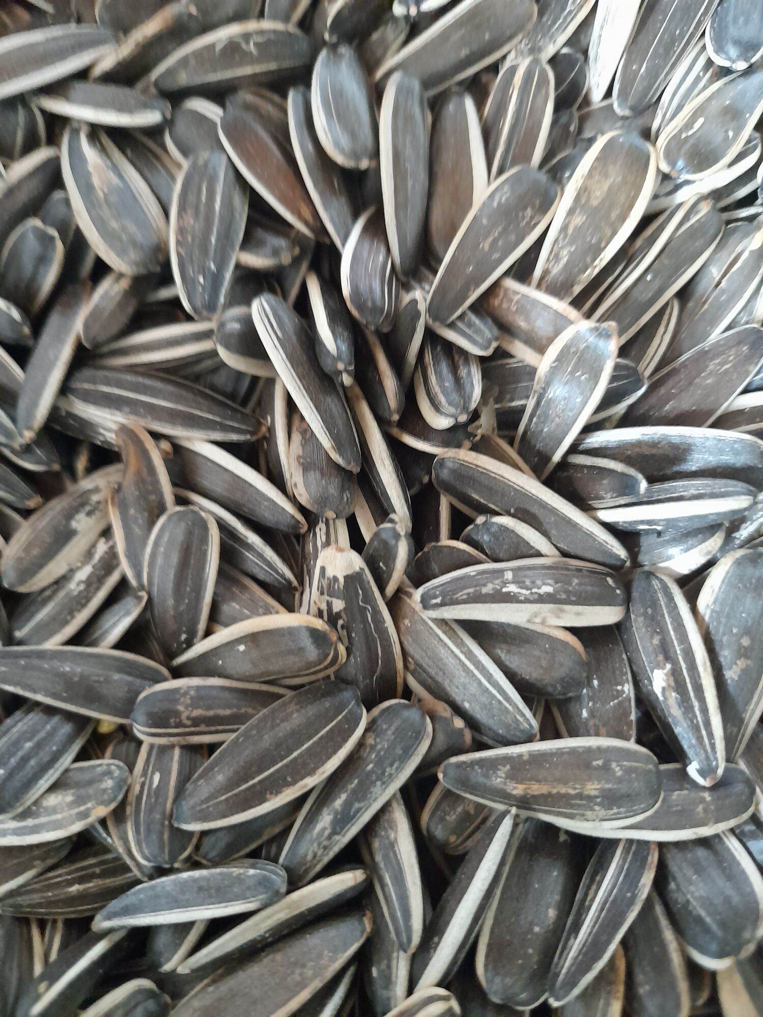 Hướng dương sống 1kg