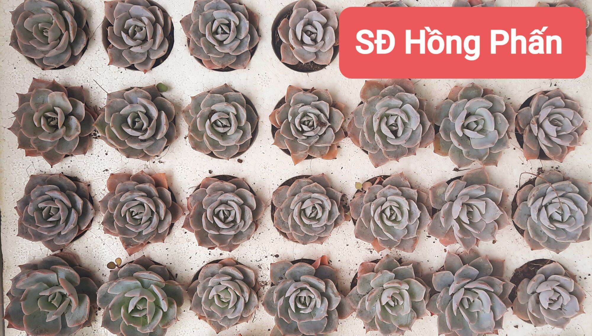 COMBO 10 loại sen đá size mini 2-3cm (chọn ngẫu nhiên)