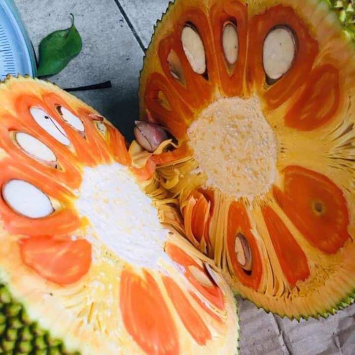 Mít ruột đỏ sơ đỏ siêu sớm