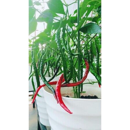 HẠT GIỐNG ỚT TÓC DÀI ỚT CHÙM CHỈ THIÊN SIÊU CAY