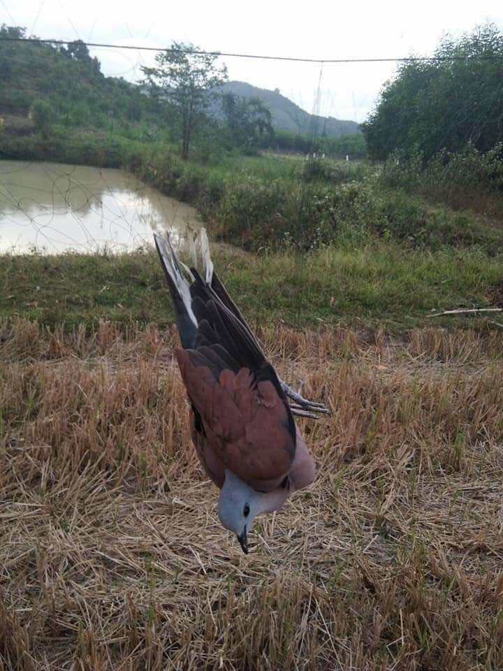 Lưới tàng hình mắt 7p cao 5m2 .dài 30 mét bẫy chim cu cò rẽ giun.5 viền 4 túi cước thái lan