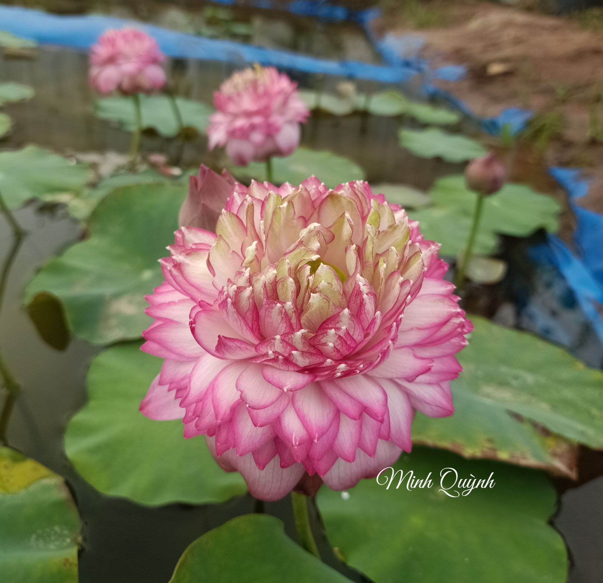 Củ sen Juwaba