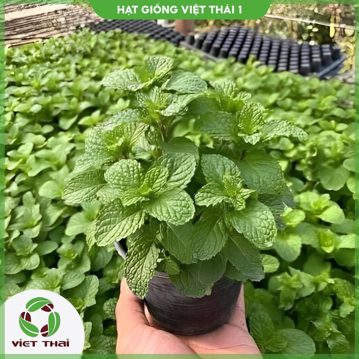 Hạt giống rau húng lũi tn - hgvt1