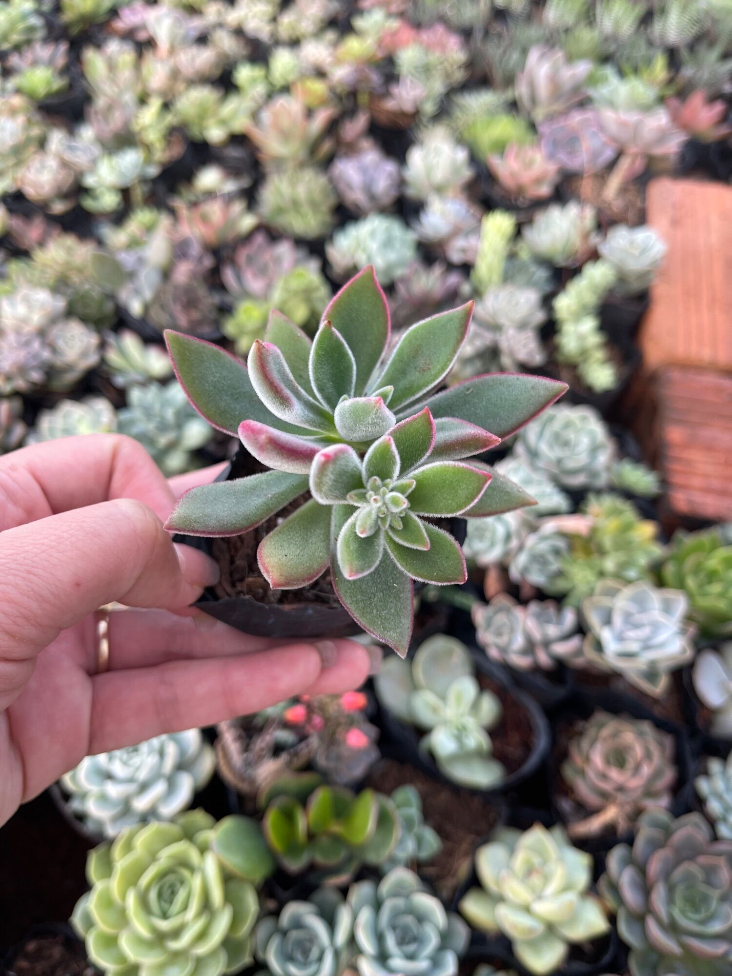 Sen đá nhung đỏ size bầu 3-5 cm