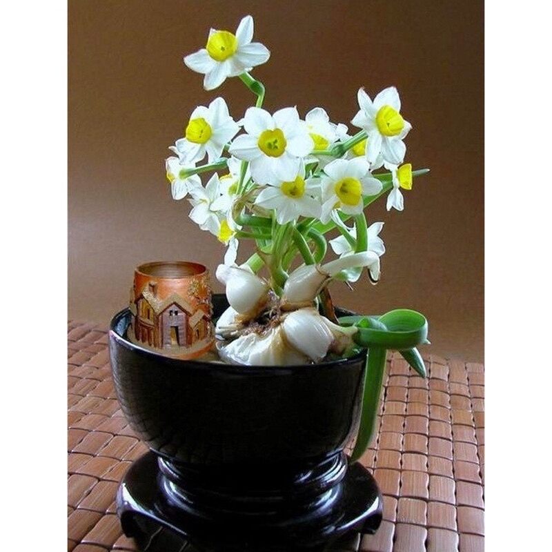củ hoa thủy tiên nước (combo 5 củ)