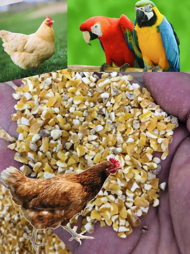 500g Bắp bể- hạt ngô size vừa cho chim gà, chiến kê