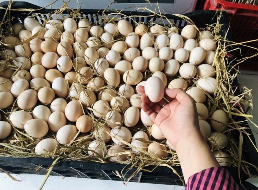 10 trứng gà che ấp nở