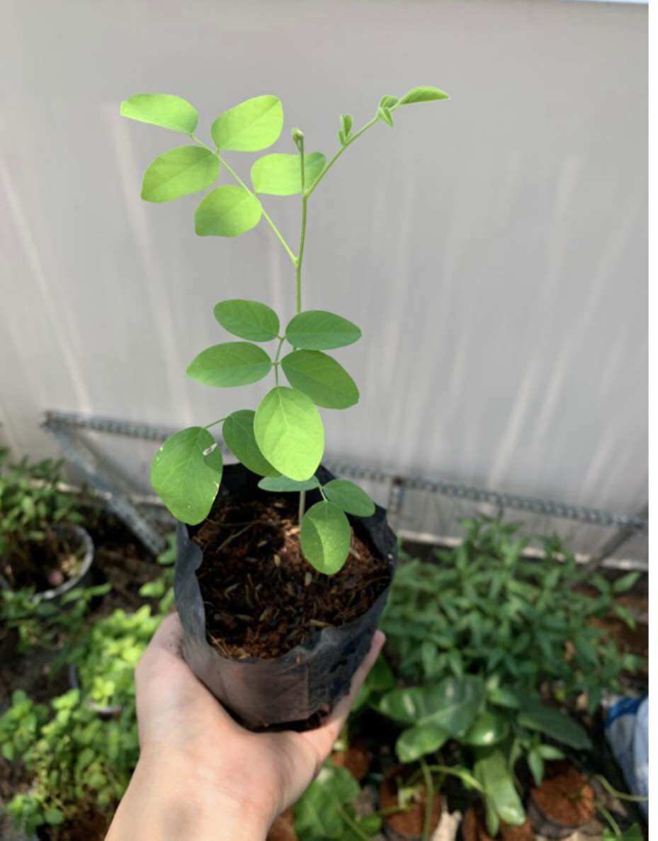 Cây đậu biếc