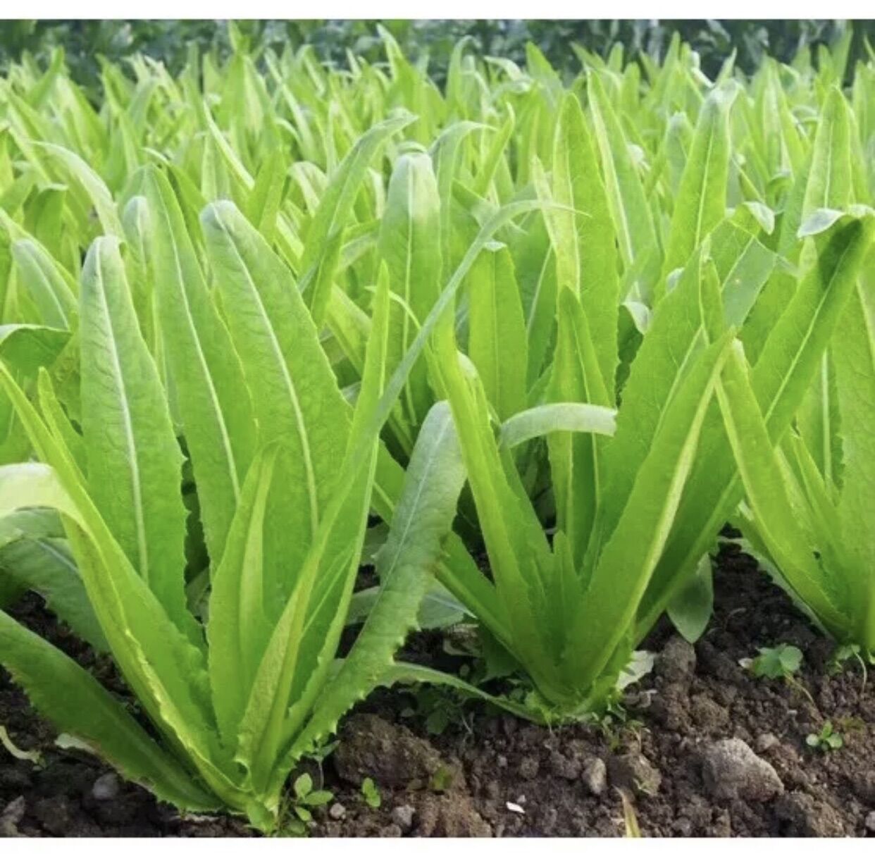 Hạt giống rau diếp thơm cao sản