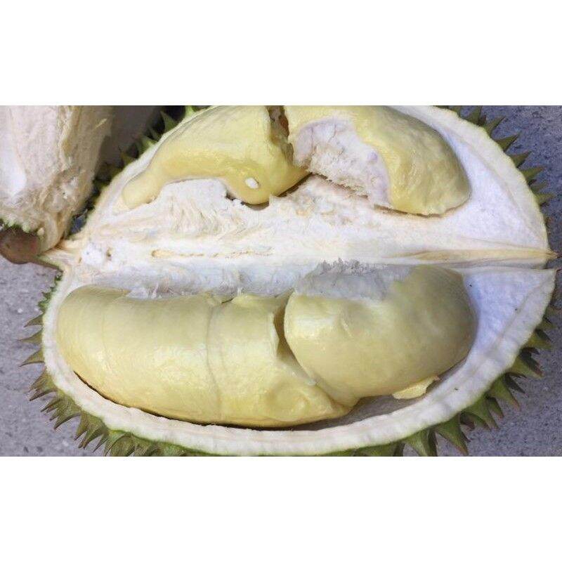 Cây giống sầu riêng chuồng bò. .