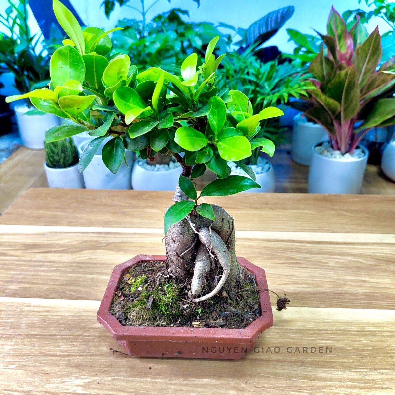 Cây si nhật bonsai để bàn dễ chăm sóc