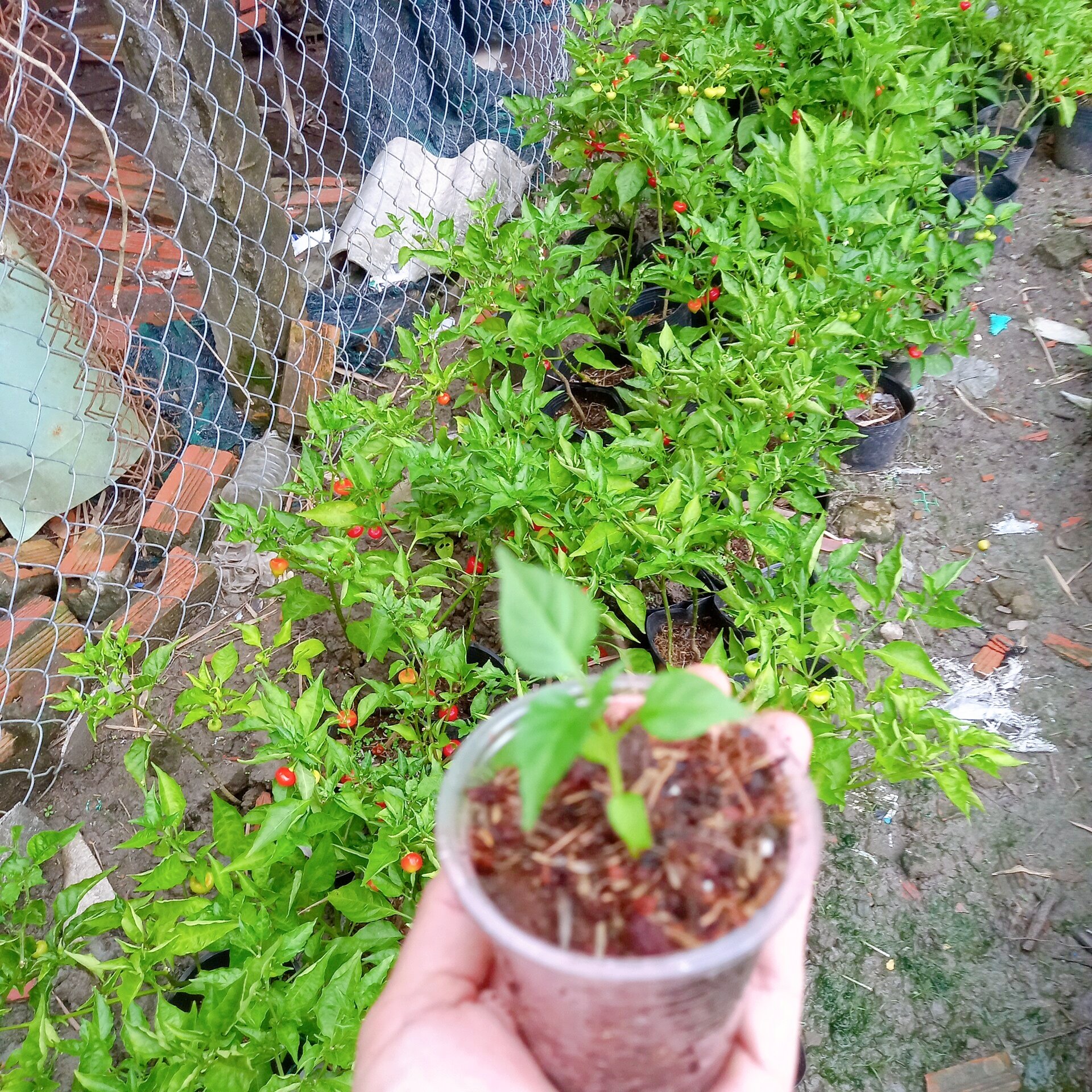 cây ớt trái tim cây  con y hình