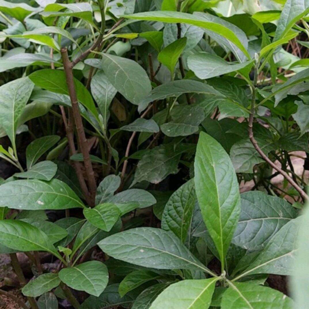Cây lá đắng khô 500g