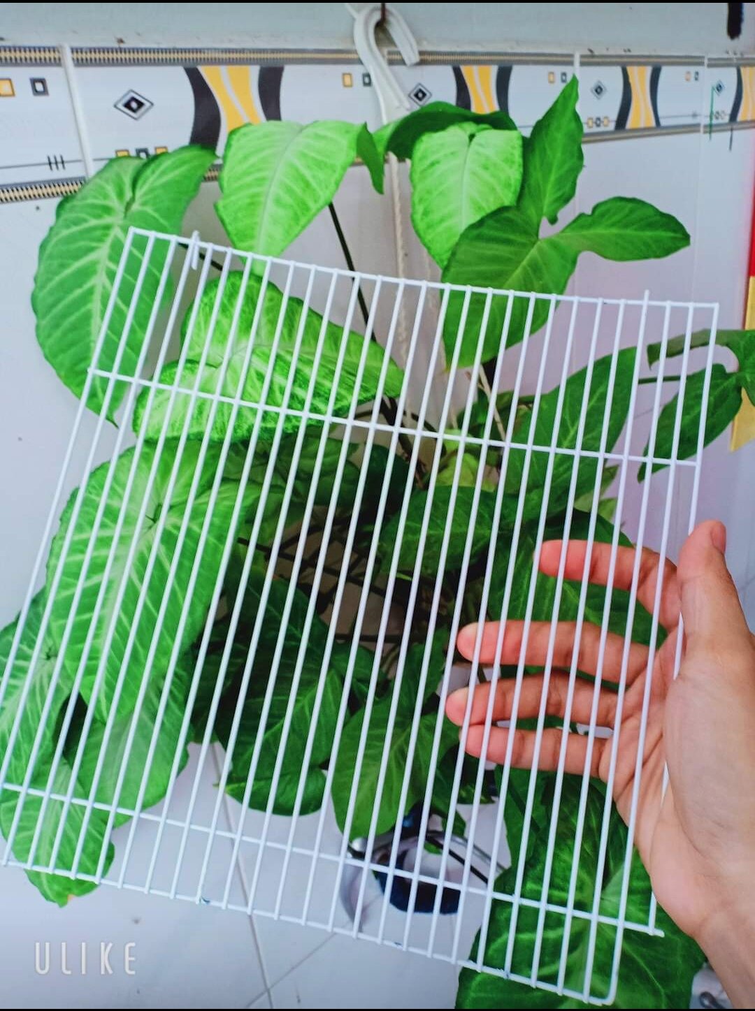 Vách ngăn lồng đại thú cưng