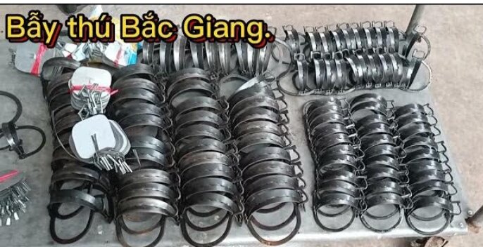 10 CHIẾC 14CM....10 CHIẾC 14CM CẠM BẪY THÚ RỪNG LOẠI 1