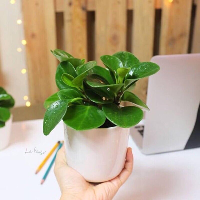 Cây trường sinh xanh