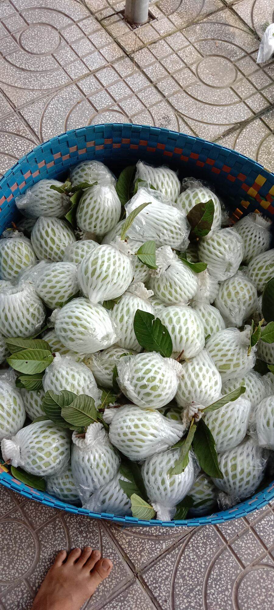 ỔI NỮ HOÀNG 1KG
