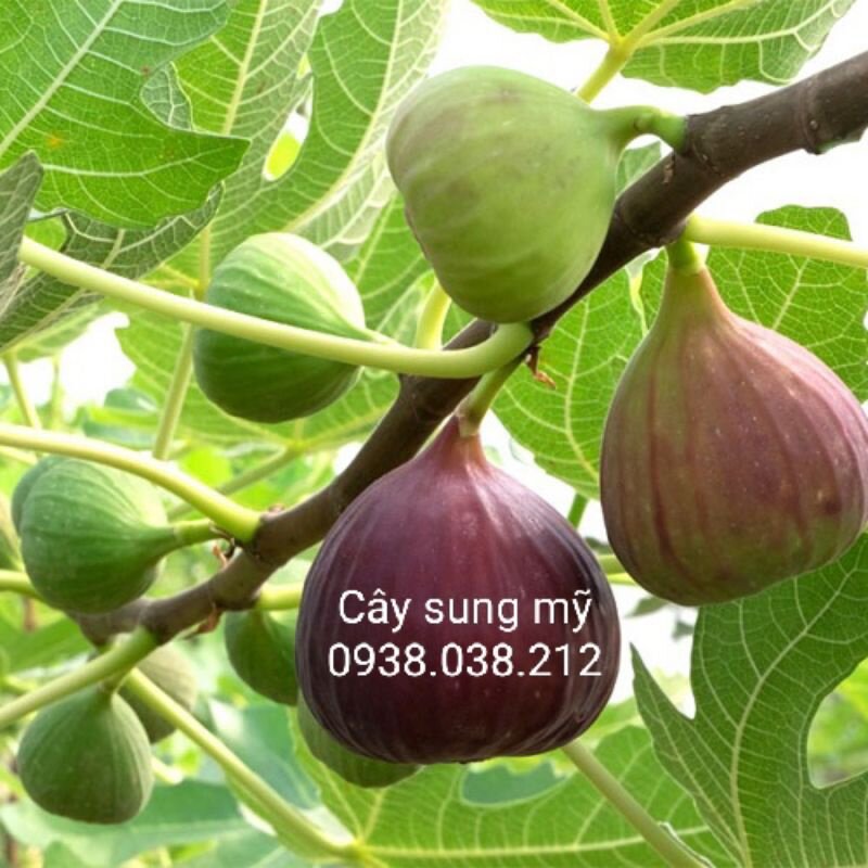 Cây giống sung mỹ