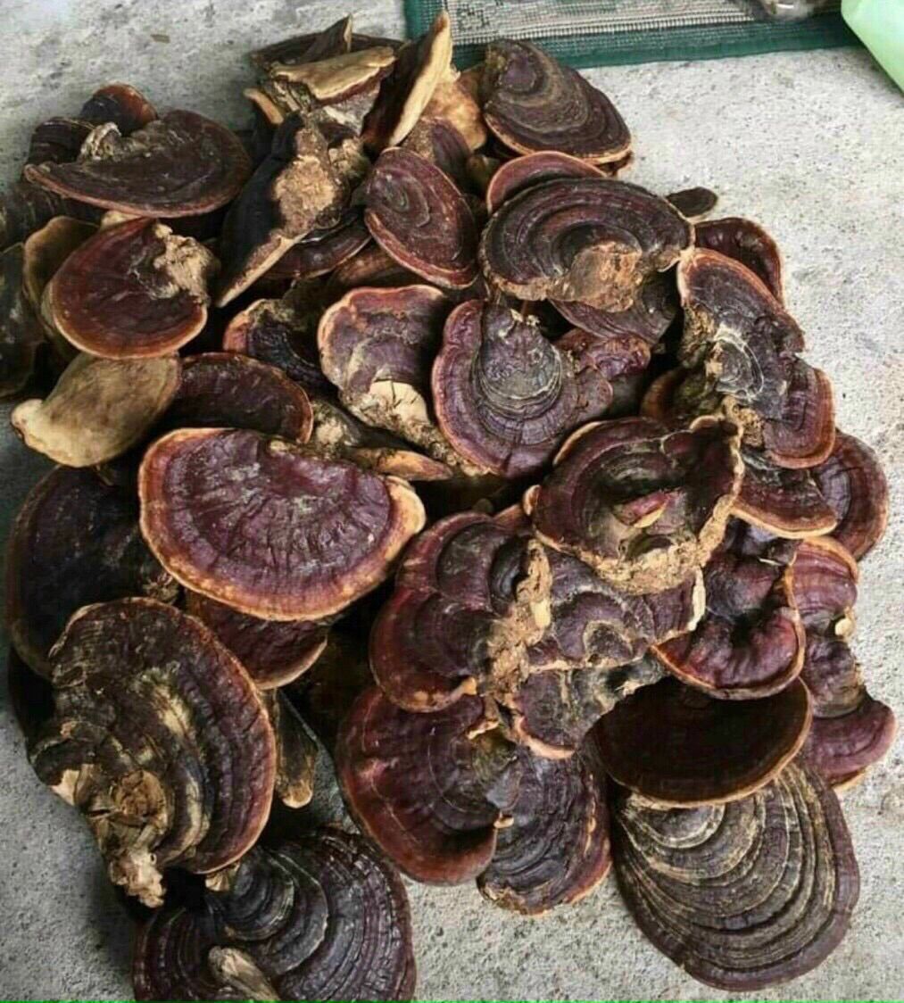 500gram nấm Linh chi rừng Kon Tum