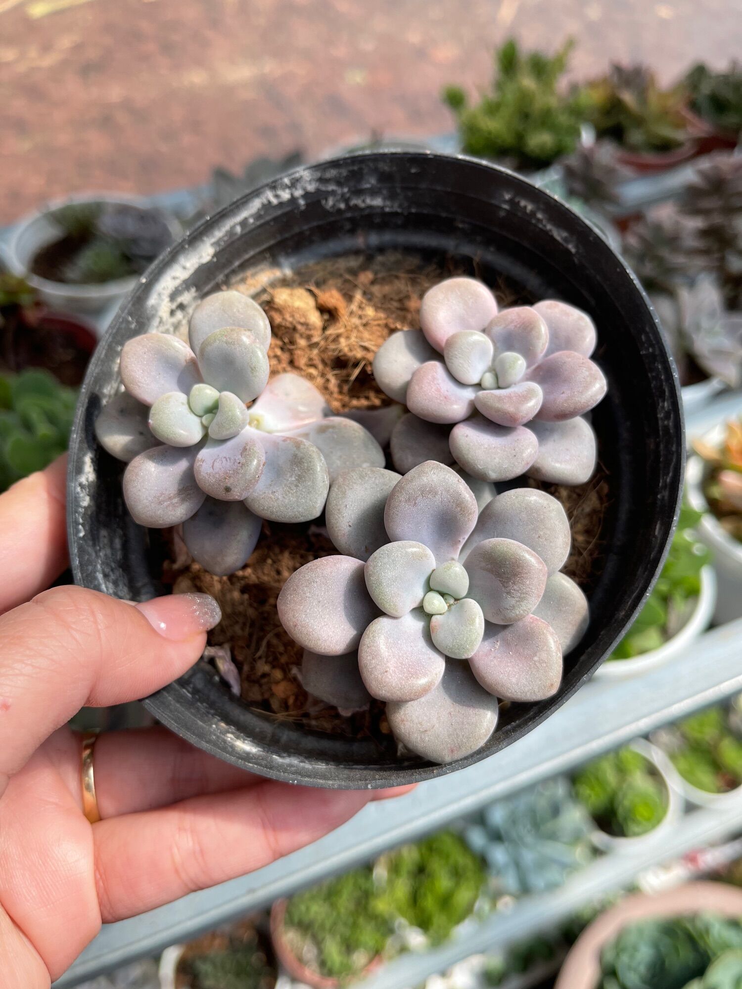 Sen đá sỏi hồng size trung 5-7cm